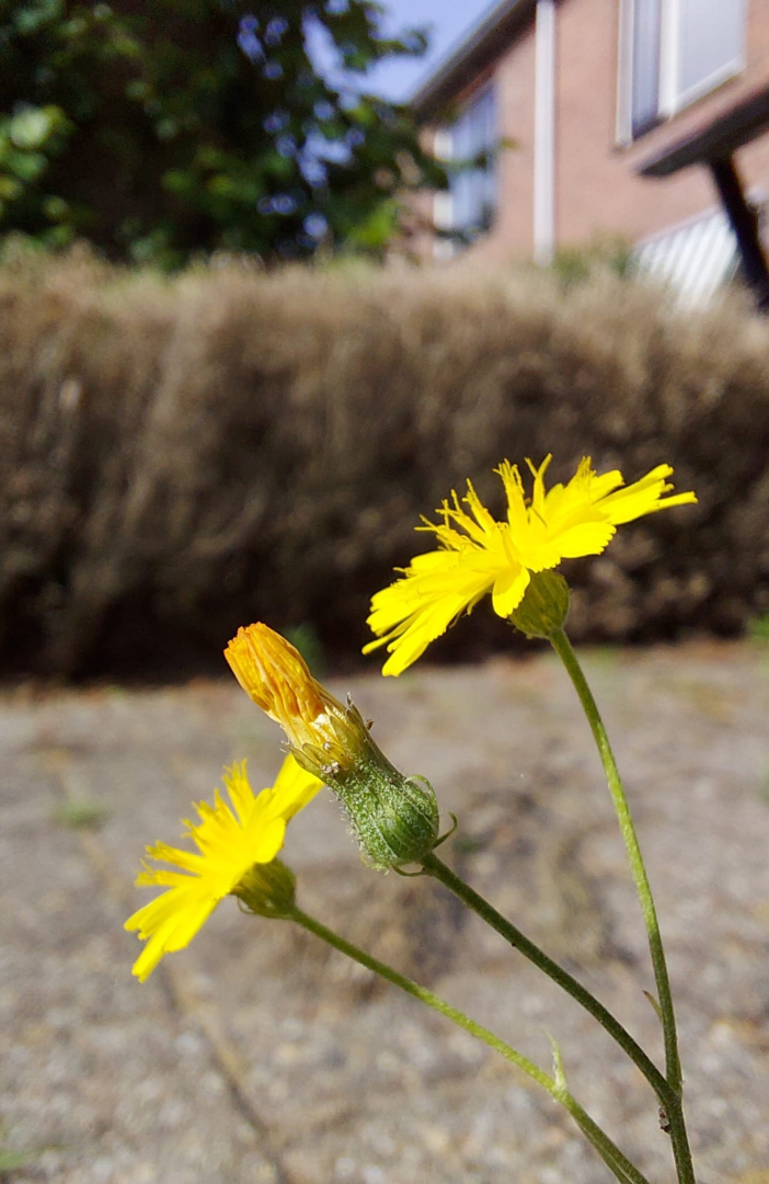 Experiment Wonen Eerst in gemeente Noordwijk