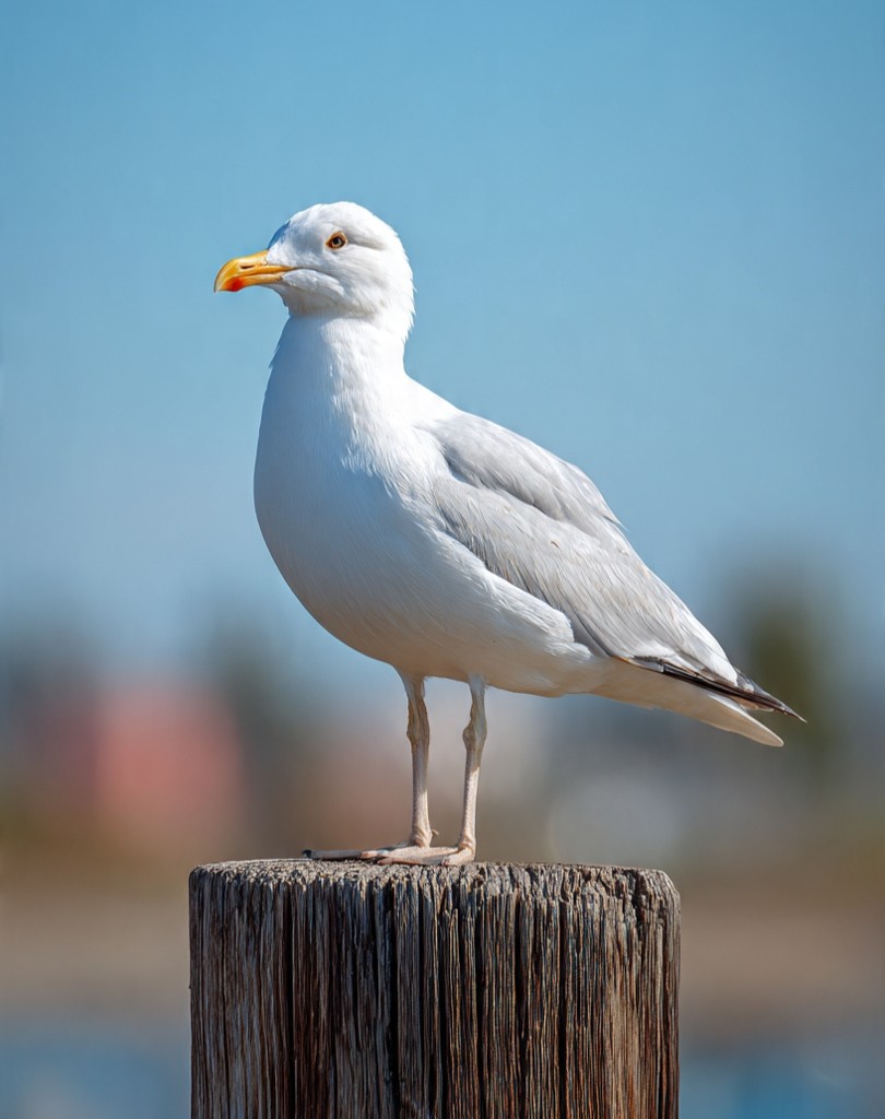 Meeuwenoverlast