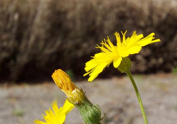 Experiment Wonen Eerst in gemeente Noordwijk