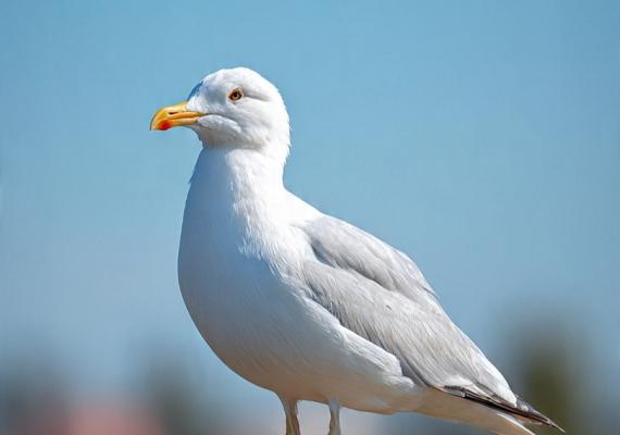 Meeuwenoverlast