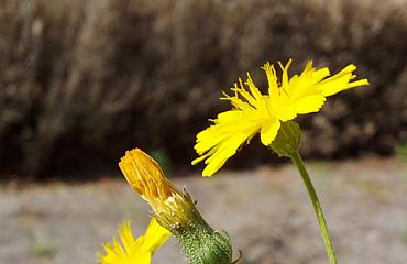 Experiment Wonen Eerst in gemeente Noordwijk