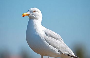 Meeuwenoverlast